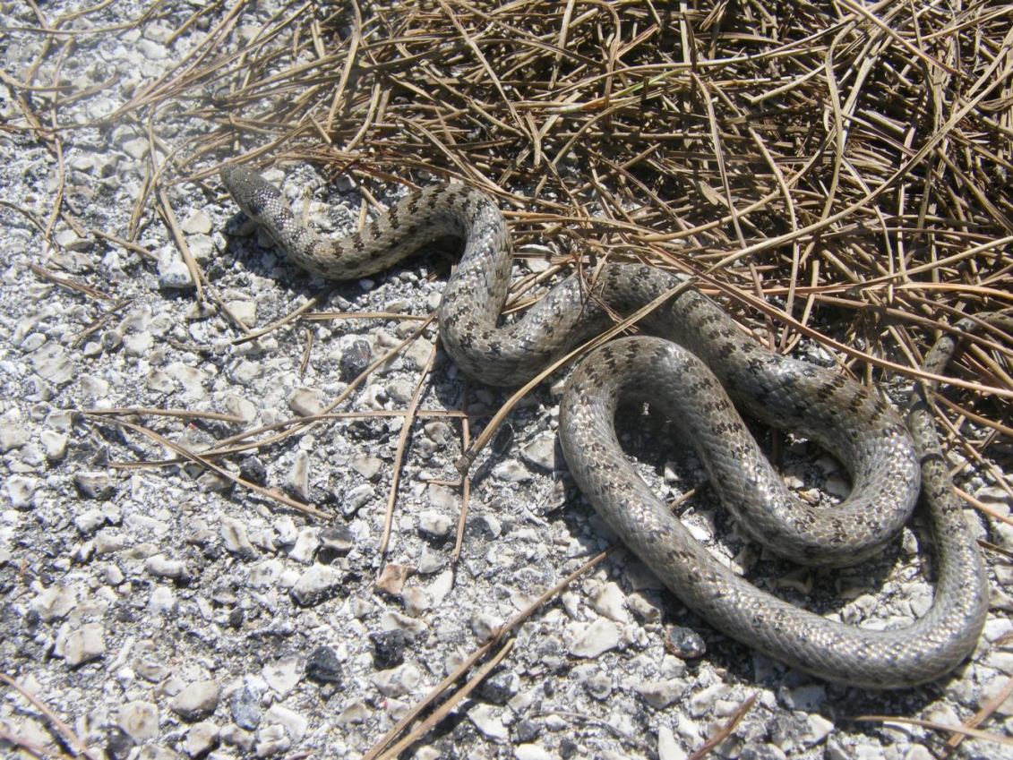 Coronella Austriaca